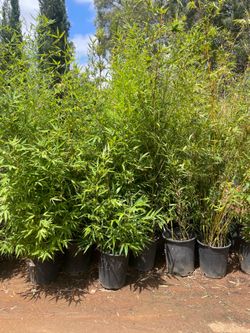 5 Gallon Size - Bamboo Plants- Multiple Varieties available- Approximately 4-6 feet tall