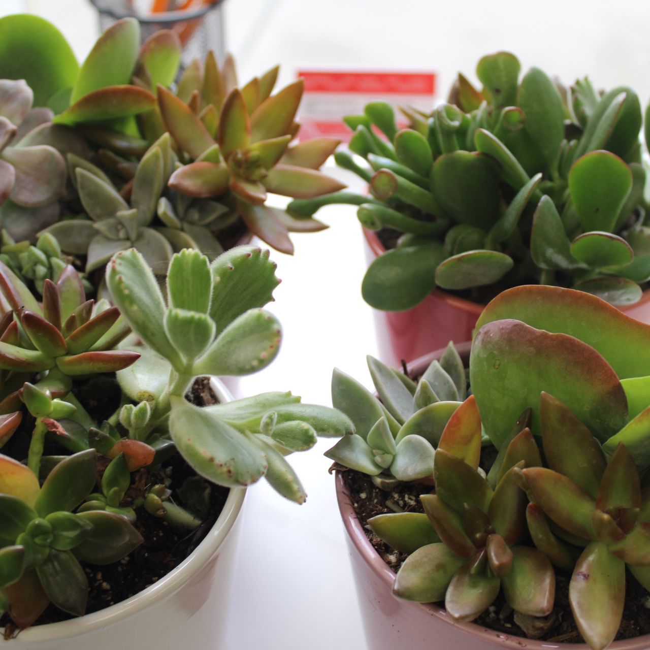 Colorful Succulent Plants