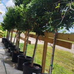 Japanese Blueberry Tree 30gallons 10ft Tall 