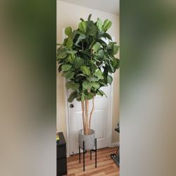 Faux fiddle fig