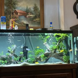 75 Gallon Tank Full Set Up