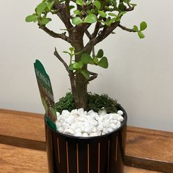 Bonsai Tree - Dwarf Jade Bonsai Live Tree. In a Beautiful Ceramic Black Vase