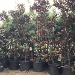 D D Blanchard Magnolia Trees 30gallon