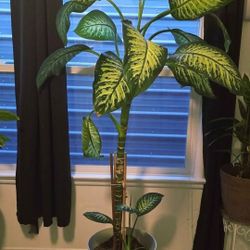 Dumb Cane Plant 
