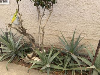 Savila / Aloe Vera Plant, Small To Large