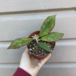 4” hoya finlaysonii