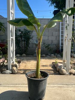 Banana tree