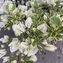 Planta De Bougainvillea, Veranera, Camellina, Curazao Variegated Miniature Leaves Plant, In 5 Gallons Pot Very Rare Exotic Plant Pick Up Only