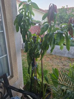 Mango tree