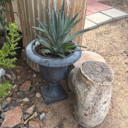 Maguey