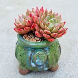 Succulents plants 🪴（Echeveria Olivia）