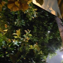 Bamboo For Garden Indoor Or Outdoor. Hobby Furniture Making. Garden Stakes Cut To Length. Plant Stakes Indoor.Chair Making, Bed Frame Making ECT...