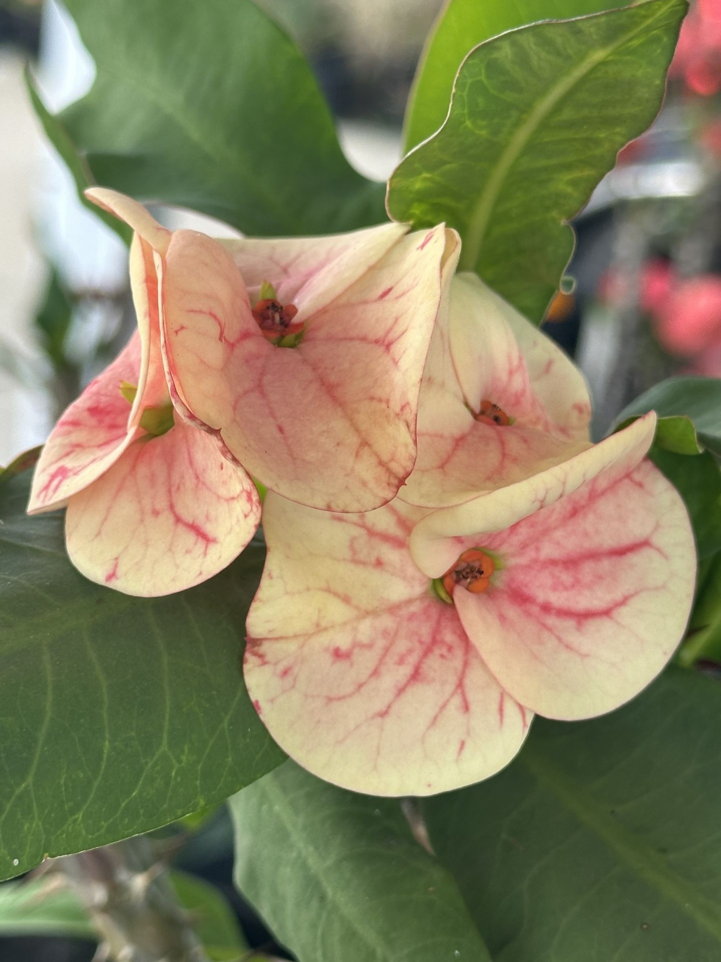 Corona De Cristo Mariposa Mágica