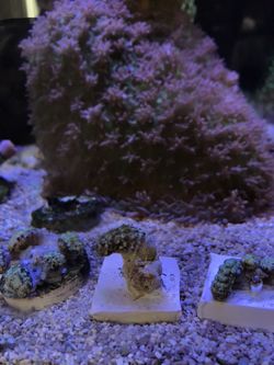 Snake polyp coral