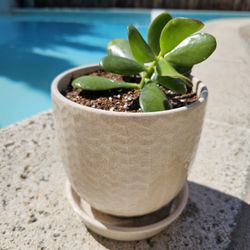 Jade Plant In Pot