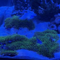 Green Star Polyp Coral