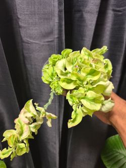 Variegated Curly Devil's Backbone