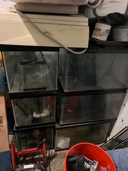 Fishtanks aquariums free