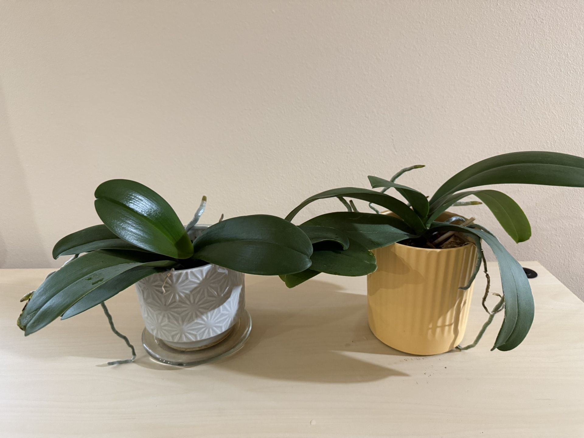 Live Healthy Orchid Plants