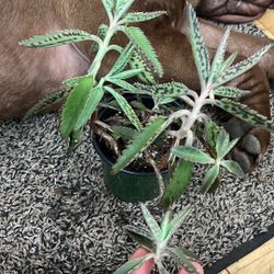 Mother Of Thousands Kalanchoe