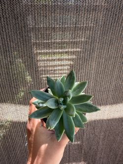Small succulent