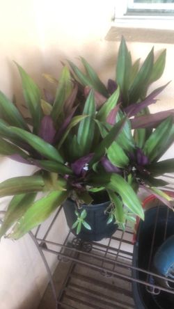 Plant