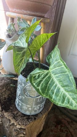 Planta