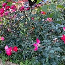 Rose Plants -Red & Pink 