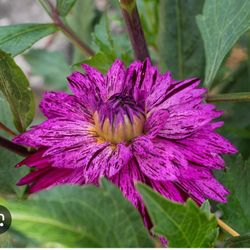 Dahlia Tubers For Sale
