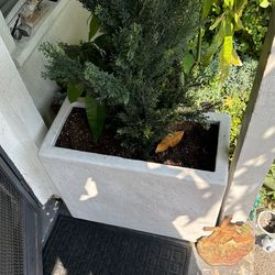 PLANTS WITH BASE