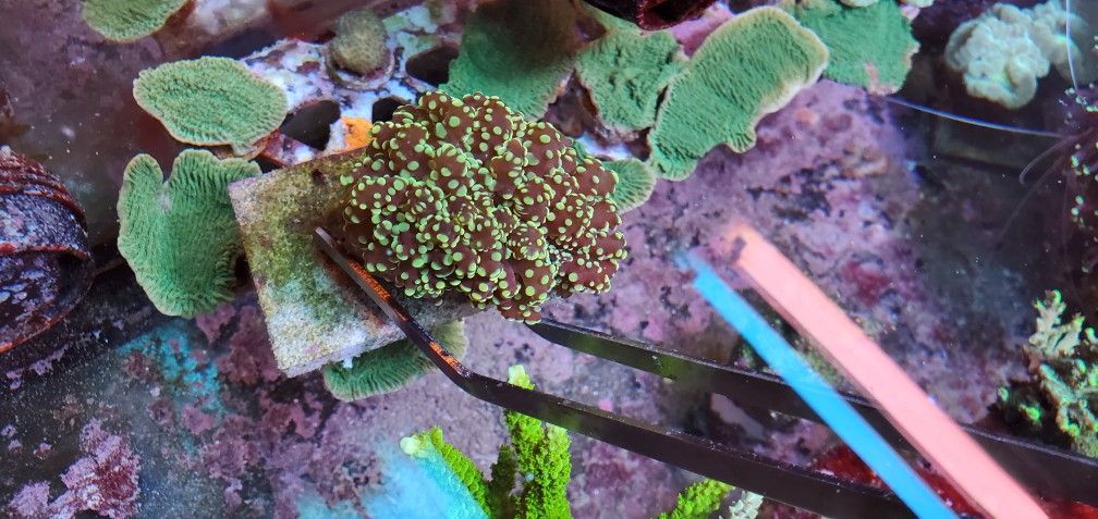 Zoas And Much More At The Lowest Price