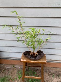 Bamboo  bonsai 28 inches