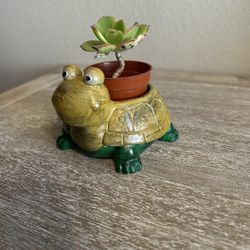 New Small Pot With Succulent 