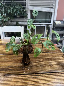 Swiss cheese Monstera with Mushroom Vase