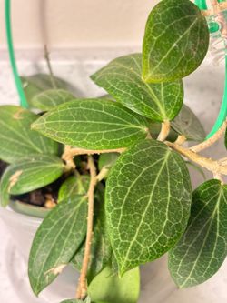 Big Hoya Fitchii
