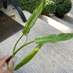 philodendron elegans