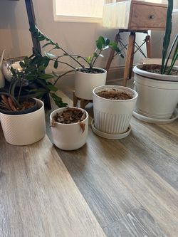 Plant pots