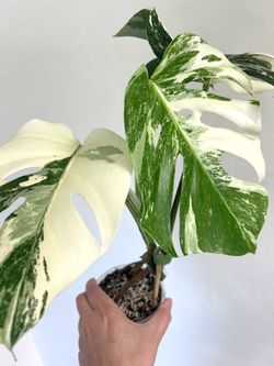 Monstera Albo Variegata