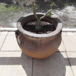 Huge Pot With Huge Dessert Rose And   In Weeki Wachee Spring Hill