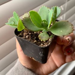 Succulent Kalanchoe daigremontiana, Mother of Thousands or Alligator Plant