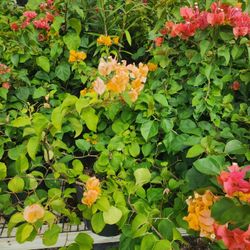 Bugamblias Plantas 3gallones Bushes 