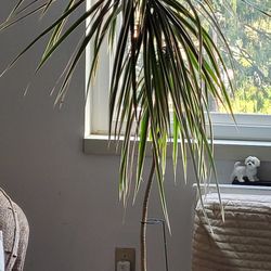 Dracaena Plant