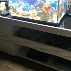 Fish Tank 
