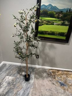 Olive tree