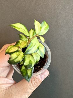 Lacunosa Bruno Tricolor 