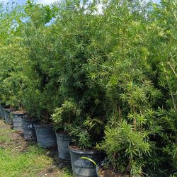 🪴🪴 PODOCARPUS 15GL $45
