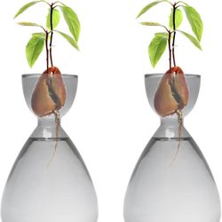 Avocado Vase Avocado Seed Starter Vases Trees Live Plants Growing kit Glass 2pc