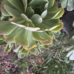 Succulent Plants 