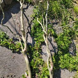 Wedding Arch Curly Willow