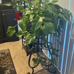 🌿 Full Pothos Plant + Decorative Iron Stand